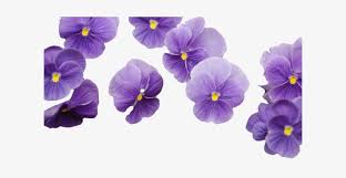 A collection of the top 55 aesthetic flower wallpapers and backgrounds available for download for free. Download Hd Eating Eat Flowers Tumblr Flower Vector Royalty Free Purple Tumblr Aesthetic Png Transparent Png Image Nicepng Com