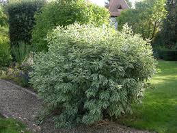 Plants C Cornus Page 23 Planting Shrubs Backyard Plants Plants