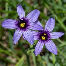 Image result for Sisyrinchium