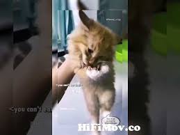 Ultimate Talking Cats | Funny Pet Compilation | The Pet Collective from talking  cat funny Watch Video - HiFiMov.co