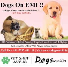 Not only will you if you're searching puppies for sale near me, then you're likely seeking a companion who will love you. Dog Shop Near Me Price Online Shopping Mall Find The Best Prices And Places To Buy