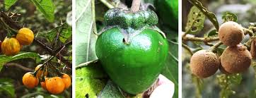 Image result for Solanum