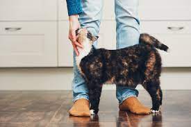 Chests of drawers can be more than just a handy place to store socks. Why Do Cats Follow You Catster