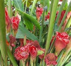 Pin On Herbs Ulam