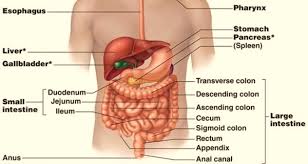 3.6 mendeskripsikan sistem pencernaan serta keterkaitannya dengan 1.1.1. Sistem Pencernaan Bagian 1 Asosiasi Pelatih Kebugaran Indonesia