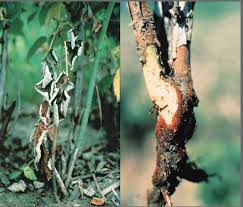 Maybe you would like to learn more about one of these? Blackberries Part 2 Diseases Piedmont Master Gardeners