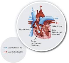 Eine herzmuskelentzündung verläuft ohne typische symptome, weshalb sie oft schwer oder sogar gar nicht erkannt wird. Linksherzinsuffizienz Herzhusten Co Ratgeber Herzinsuffizienz