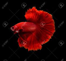 Requires badgremlin's collection (sse) or badgremlin's something fishy (classic). Red Dragon Siamese Fighting Fish Halfmoon Betta Fish Isolated Stock Photo Picture And Royalty Free Image Image 57506476