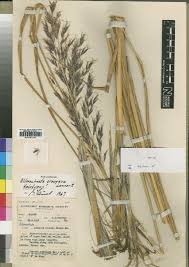 Image result for Rhytachne