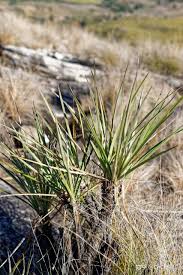 Image result for Xerophyta pauciramosa