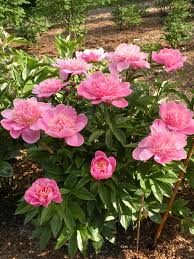 What are the different types of peonies. Peony Growth Habits A Peony For Every Place Cricket Hill Garden