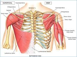 The seven bones of the top part of the vertebral column, located in the neck region. Simplifying Shoulder Pain The Physio Depot