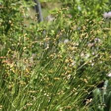 Image result for Carex runssoroensis