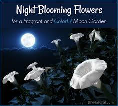 These flowers tend to bloom on full moon days, and thus the name flower from the moon. Night Blooming Flowers A List Of Flowers To Grow In Your Moon Garden