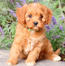 Cockapoo puppies for sale ready springtime 2021. Cavapoo Puppies Wisconsin Full Grown Cavapoo Puppies Puppy Adoption