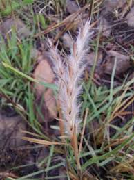 Image result for Elionurus muticus