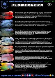 Pin On Fish