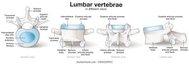 Image result for Lumbar vertebrae