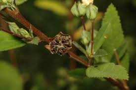 Image result for Sida rhombifolia