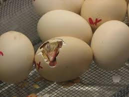 In this article, we explain how to successfully get your hen's eggs fertilized and the steps surrounding the process. Fertile Eggs How To Get Them The Poultry Pages