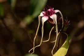 Image result for Strophanthus sarmentosus