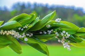 Et les français apprécient cette tradition. De 400 Belles Photos Et Images De Muguet Pixabay