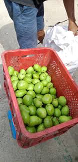 Bagong pitas Indian mango biyakin Pm lng Loc. Cavite