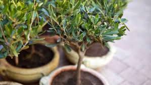 Wenn du dir nicht sicher bist, ob dein dünger zu hause auch der richtige für deinen rhododendron ist, kannst du dir. Olivenbaum Dungen So Versorgen Sie Ihn Optimal Mit Nahrstoffen Heimhelden