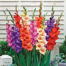 Image result for Gladiolus melleri