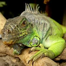 Pretty much every iguana will need a space the size of an average western. 10 Pet Lizards That Don T Need To Eat Live Food Pethelpful By Fellow Animal Lovers And Experts