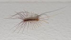 Heureusement, des traitements efficaces existent pour y remédier. Les Myriapodes Jardiner Autrement