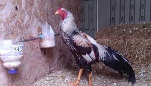 Hari terakhir sebelum nantinya ayam dibawa ke arena yang dapat lakukan adalah dengan pemberian dopeng 0,2 ml atau sesuai dengan takaran yang dianjurkan. Rahasia Menambah Mental Ayam Aduan Muda Lemah Penyebabnya