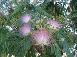 Mimosa Tree Blossoms The Smell Is Intoxicating The Hummingbirds Love Them Mimosa Tree Mimosa Blossom