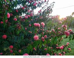 Image result for Calliandra haematocephala