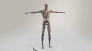 Practicing drawing male anatomy with my boy oscar. Male Anatomy Stock Footage Royalty Free Stock Videos Page 3
