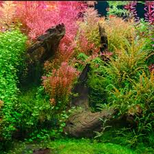 Image result for Nesaea pygmaea