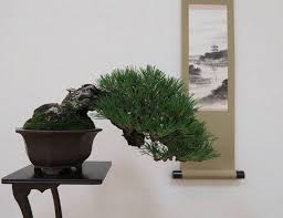 Bonsai is a craft of molding and trimming the smaller than normal trees. Bonsai Empire Kuromatsu Pine By Chie Yamazaki Japan