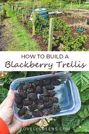 Maybe you would like to learn more about one of these? How To Build A Blackberry Trellis A Simple Way To Grow Thornless Blackberries Lovely Greens Vegetable Trellis Blackberry Trellis Vegetable Garden Planner