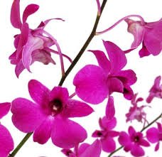 Check spelling or type a new query. Orchid Care Orchid Blue Orchid Wedding Flowers Bulk Flowers