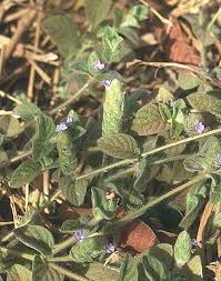 Image result for Nelsonia smithii