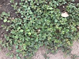 Image result for Alternanthera caracasana