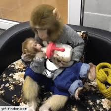 May 17, 2021 · >>6264106 totally agree. Mother And Baby Monkey
