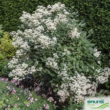 Image result for Clematis recta atropurpurea