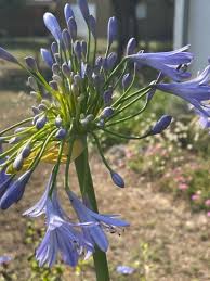 Image result for Agapanthus africanus
