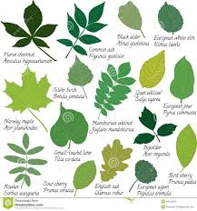 Pin By Sally Reynolds On Picture Of Tree Leaf Tree Leaf Identification Tree Identification Leaf Identification