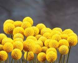 Pin En Boquets