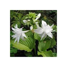 Ecco 15 piante da fiore estive con fioriture colorate e rigogliose: Hosta Plantaginea Venus I Giardini Dell Indaco