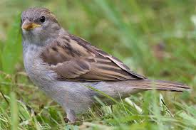 Der Haussperling Uber Die Massen Unkeusch Nabu Haussperling Vogel Im Garten Spatz