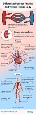 Differences Between Arteries And Veins In Human Body Arteries And Veins Arteries Gcse Science