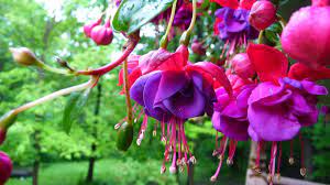 Fuschias Impatiens Flowers Fuchsia Plant Fuchsia Flower